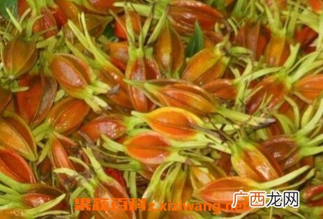 黄栀子的功效与作用 黄栀子的药用价值