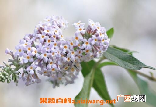 黄米饭花的功效与作用 黄米饭花的药用价值