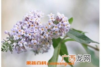 黄米饭花的功效与作用 黄米饭花的药用价值