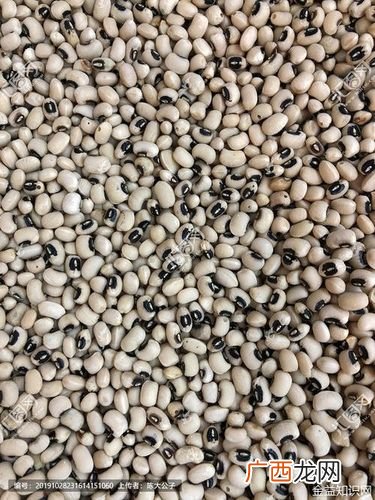 芽苗菜种植技术视频播放 饭豆种植技术视频