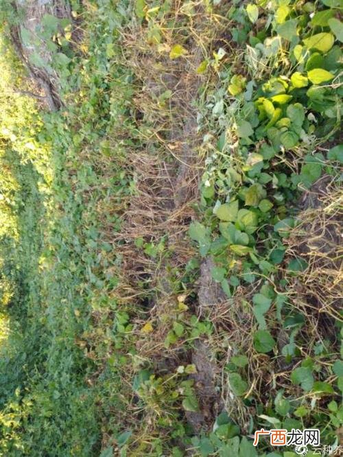 芽苗菜种植技术视频播放 饭豆种植技术视频