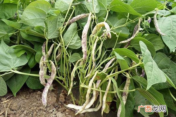 芽苗菜种植技术视频播放 饭豆种植技术视频
