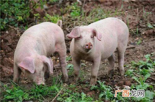 养猪技术大全 农村 商品猪养殖技术大全