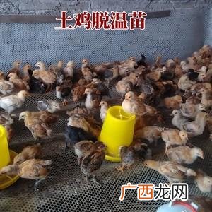 鸡脱温室怎么建设 脱温鸡的饲养管理技术