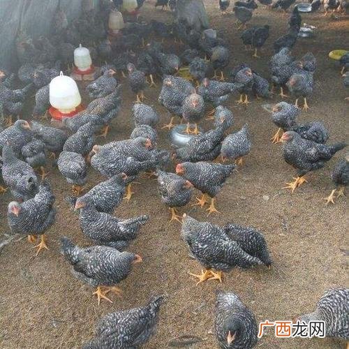 鸡脱温室怎么建设 脱温鸡的饲养管理技术
