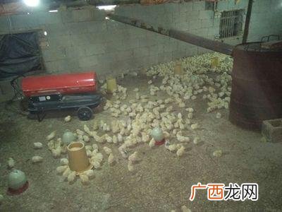 鸡脱温室怎么建设 脱温鸡的饲养管理技术