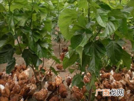 致富经桑葚树养鸡视频 新鲜桑叶养鸡技术