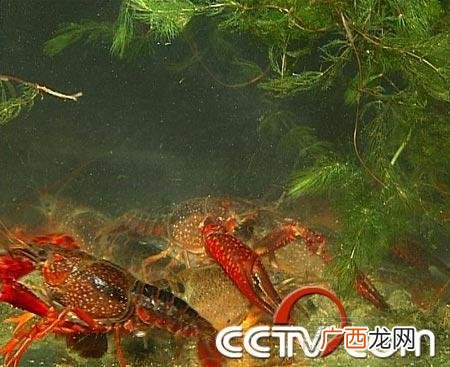 龙虾黄鳝混养技术 混养技术