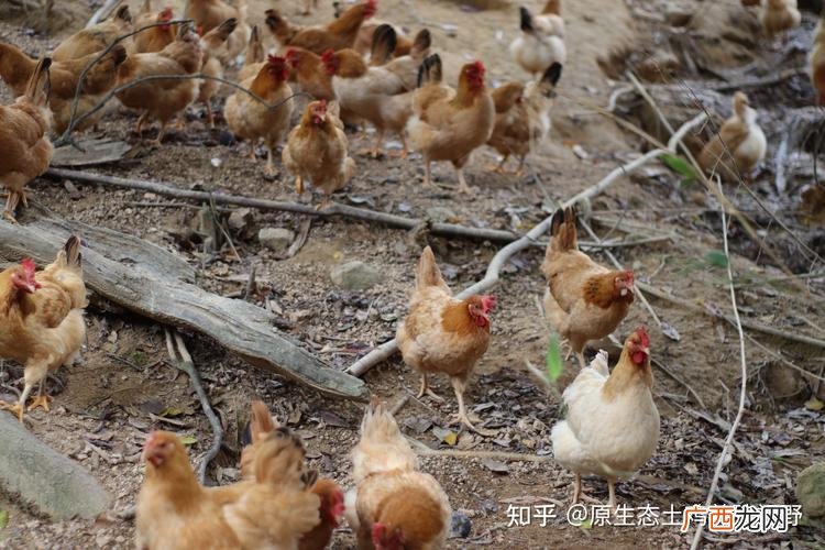 大型蛋鸡养殖场视频 美国蛋鸡养殖技术视频