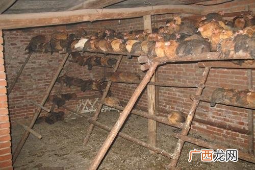 大型蛋鸡养殖场视频 美国蛋鸡养殖技术视频