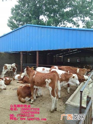 如何养母牛 母牛养殖技术在线视频