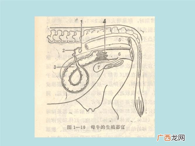 人工给猪输精的视频 奶牛人工输精技术