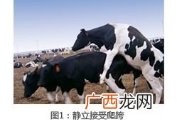 人工给猪输精的视频 奶牛人工输精技术