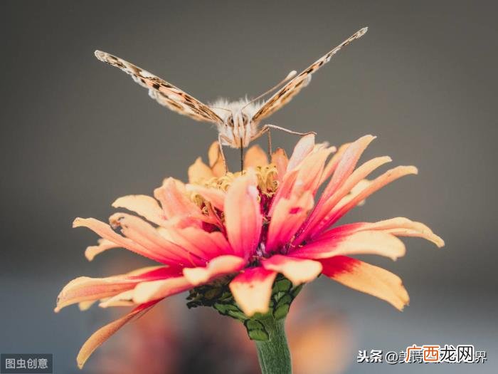 仓央嘉措心痛地写两首凄美情诗 最伤心的情诗
