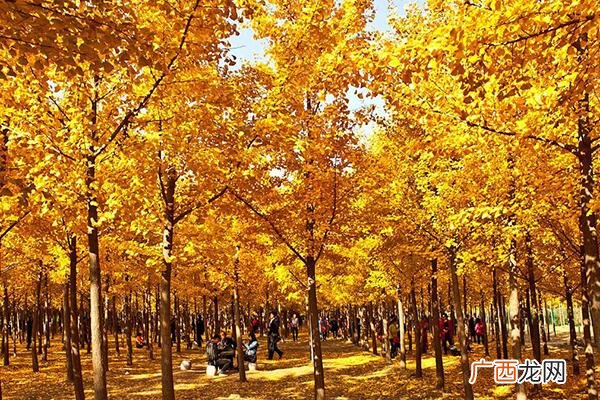 江苏昆山银杏最佳旅游地点推荐