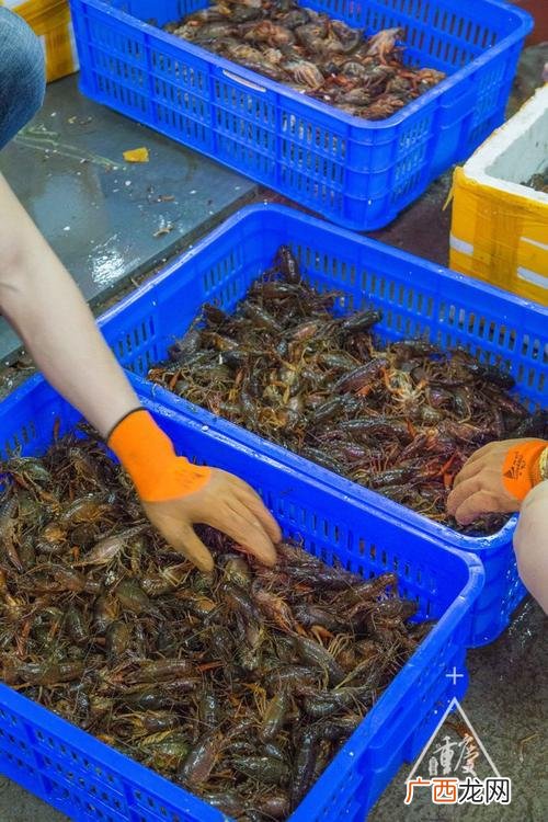 邻水县改为邻水市 四川邻水水产批发市场有哪些水产品