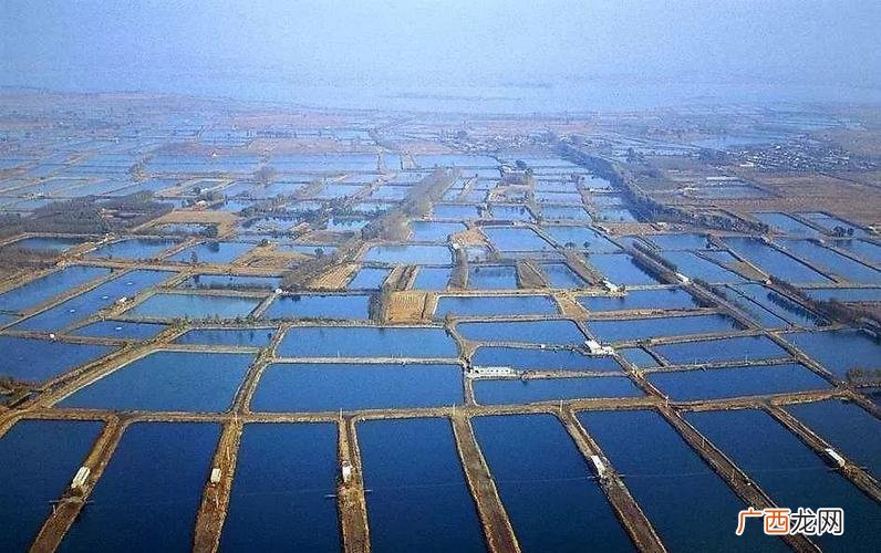 泥鳅养殖业 中华养殖水产