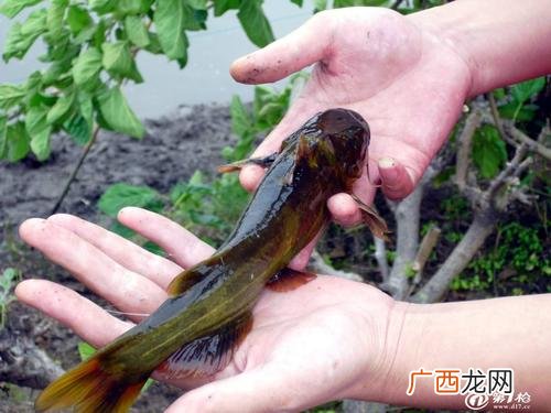 氮肥是酸性还是碱性的 水产养殖中酸性底泥对肥水的影响