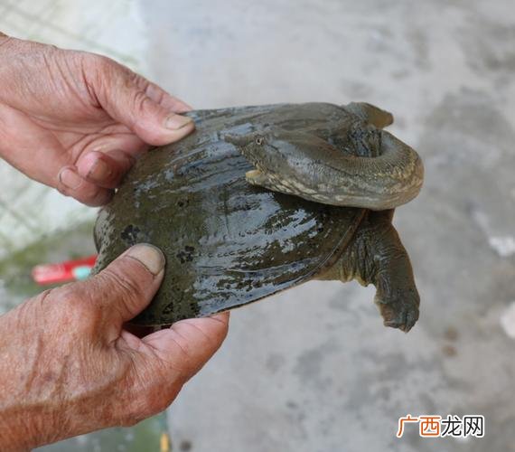 甲鱼行情水产网 甲鱼价格行情水产沿2月刊