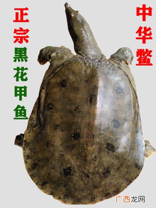 全国甲鱼价格 甲鱼价格水产前沿2
