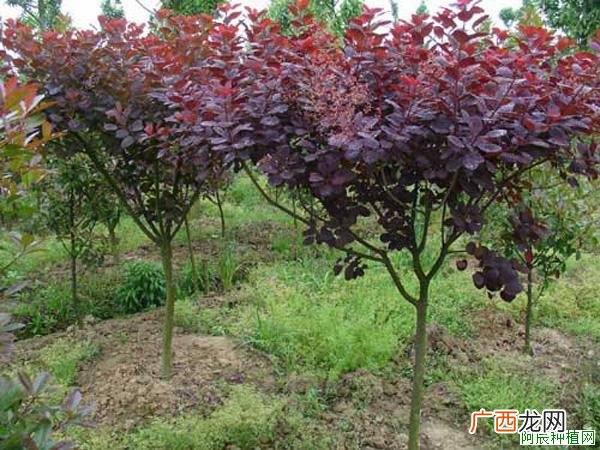 香樟树受害症状及解决方案