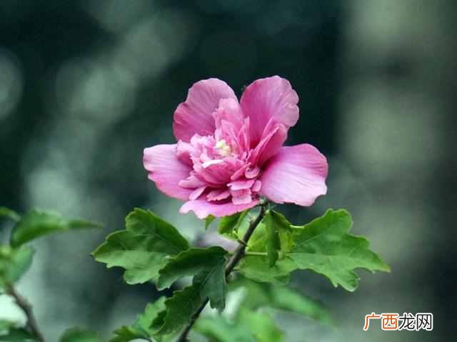 荷兰的国花是什么，有何意义——原产地竟然是