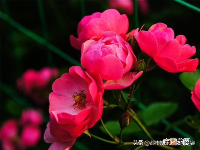 天蝎男喜欢的女生类型，天蝎男一生只钟爱这3种女人