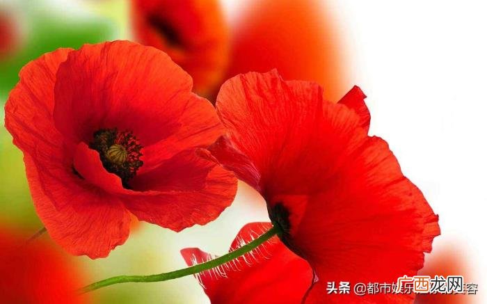 天蝎男喜欢的女生类型，天蝎男一生只钟爱这3种女人