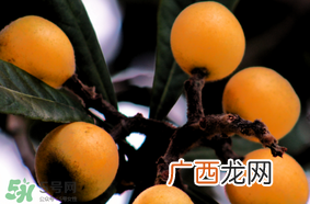 六个月宝宝可以吃枇杷吗?6个月的宝宝能吃枇杷吗?