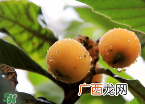 六个月宝宝可以吃枇杷吗?6个月的宝宝能吃枇杷吗?