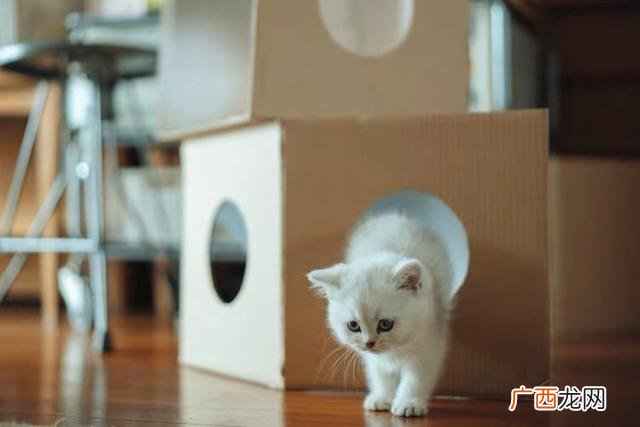 自己想开小型猫砂工厂 开一个小厂子做什么好