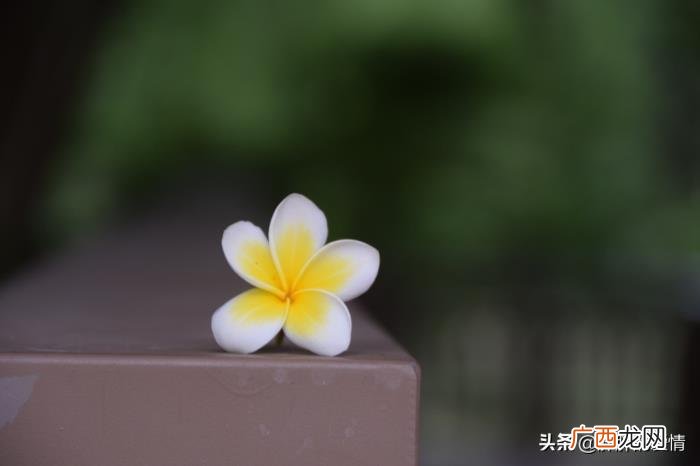 静待花落；冷暖自知 冷暖自知配图