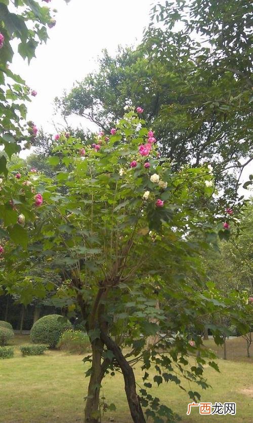 北京新增54例感染者 2地升高风险 上海园林树木