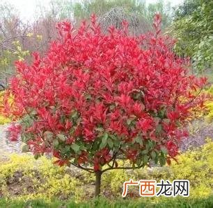 上海部分进出港航班恢复 红色园林植物