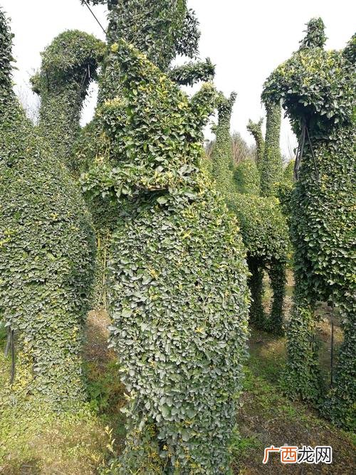 北京新增54例感染者 2地升高风险 园林工程造型树供应