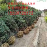 北京新增54例感染者 2地升高风险 园林工程造型树供应