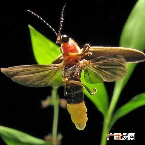 简单回答萤火虫会发光的原因（带着孩子一起来