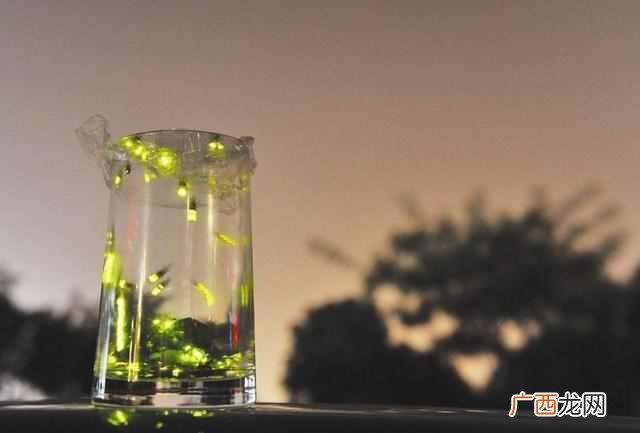 简单回答萤火虫会发光的原因（带着孩子一起来