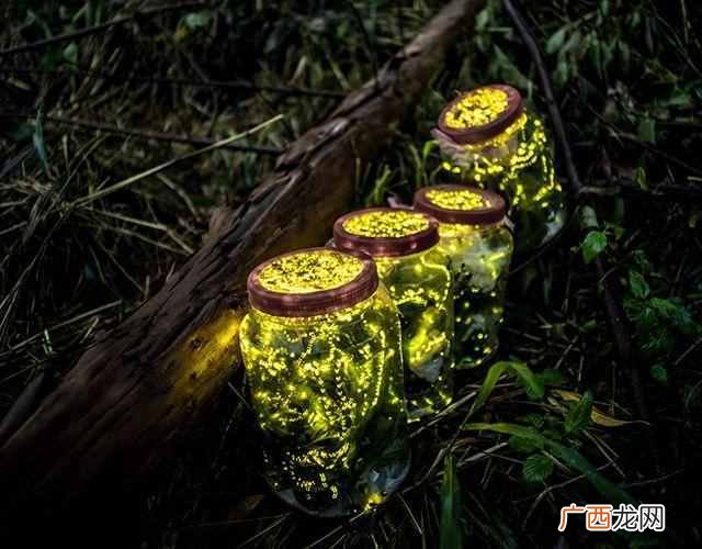 简单回答萤火虫会发光的原因（带着孩子一起来