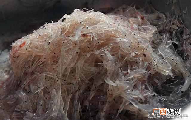 虾皮是什么样子的东西（正确吃虾皮才能体现虾