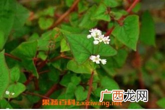 开金锁的功效与作用 开金锁的药用价值