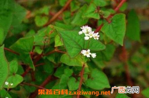 开金锁的功效与作用 开金锁的药用价值
