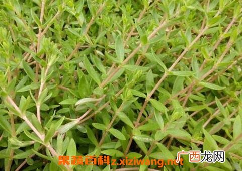 垂盆草的功效与作用及禁忌