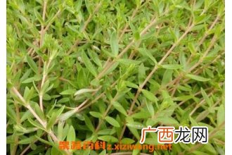 垂盆草的功效与作用及禁忌