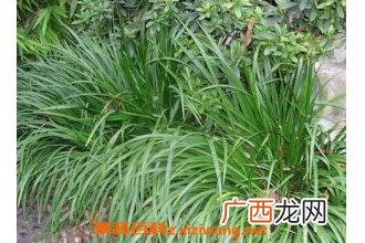 石菖蒲的功效与作用 石菖蒲的食用方法及禁忌