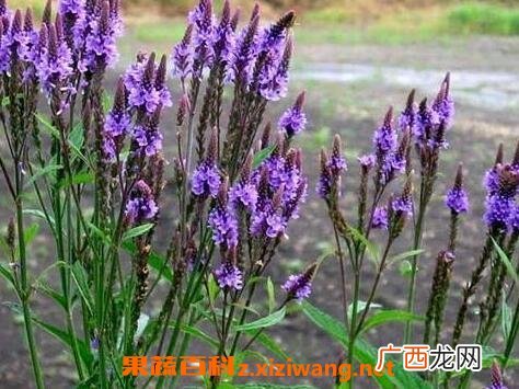 马鞭草的功效与作用 马鞭草的食用方法及禁忌