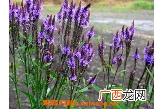 马鞭草的功效与作用 马鞭草的食用方法及禁忌
