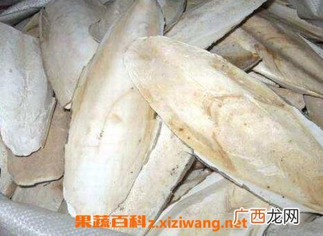 乌贼骨的功效与作用 乌贼骨的食用方法及禁忌