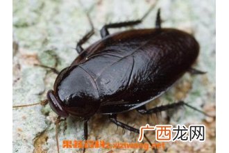 蟑螂的功效与作用 蟑螂的药用价值