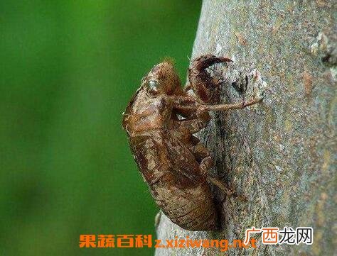地蝉壳的药用价值有哪些